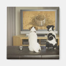 Search for rear magnets Domestic animals