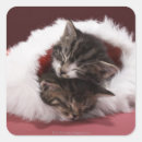 Search for asleep photography Pets