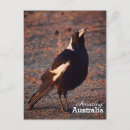 Search for native bird postcards Australian