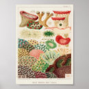 Search for antique fish print posters Retro