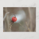 Search for wild fruit postcards Red