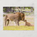 Search for male lions postcards Africa