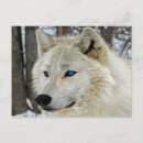 Search for the blue wolf postcards Wolves