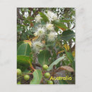 Search for australian flower postcards Tree