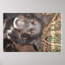 Search for collie pet posters Pets