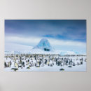 Search for emperor penguin posters Bird