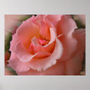 Search for peach keepsakes posters Rose