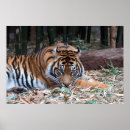 Search for tiger eyes posters Zoo