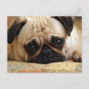 Search for pug puppies postcards Pet
