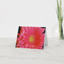 Search for pink gerbera thank you cards Summer