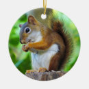 Search for red squirrel christmas tree decorations Nature