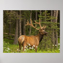 Search for bull elk posters Alberta