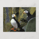 Search for animals of north america postcards Pair