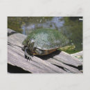 Search for terrapin postcards Reptile