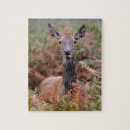 Search for talking puzzles Wildlife