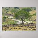 Search for wildebeests posters Migration