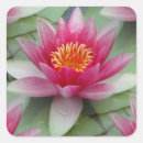 Search for lily love stickers Lilies