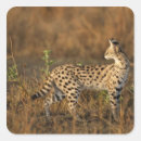Search for mara stickers Africa