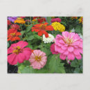 Search for zinnia flower postcards Gardens
