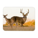 Search for doe magnets Autumn
