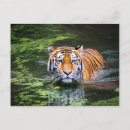 Search for tiger postcards Asia