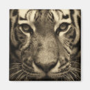 Search for tigers in magnets Predator