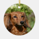 Search for miniature dachshund christmas tree decorations Canine photographer
