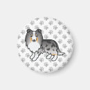 Search for merle magnets Sheltie