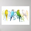Search for budgie art Bird