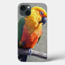 Search for 4 conures Pet