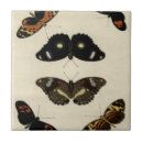 Search for insect tiles Cream