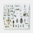 Search for zoology magnets Bugs