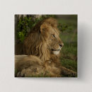 Search for panthera badges Africa
