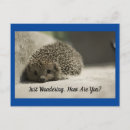 Search for hedgehogs postcards Adorable