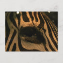 Search for black and white zebra postcards Wild