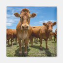 Search for beef magnets Livestock