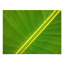 Search for banana kodak art Nature