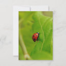 Search for ladybug design postcards Green