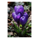 Search for purple crocus posters Beautiful
