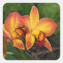 Search for yellow orchid stickers Nature