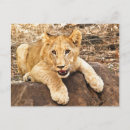 Search for taking postcards Photography
