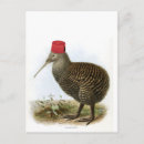 Search for kiwis postcards Bird