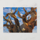Search for bristlecone pine postcards Close up