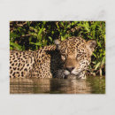 Search for panthera onca Jungle