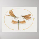 Search for dragonfly illustration posters Dragonflies
