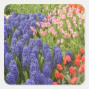 Search for lisse stickers Dutch