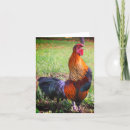 Search for farm animals note cards Chicken