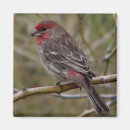 Search for finch magnets Nature