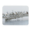 Search for wind instruments magnets Colour image