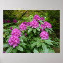 Search for rhododendron posters Nature